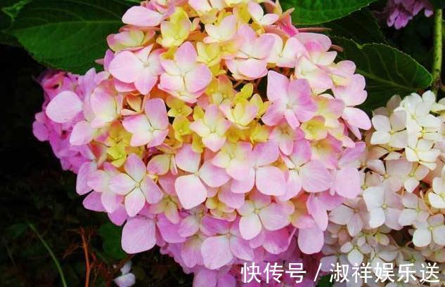 花苞|绣球花还没开就变黑了，你知道原因吗这几点你要知道