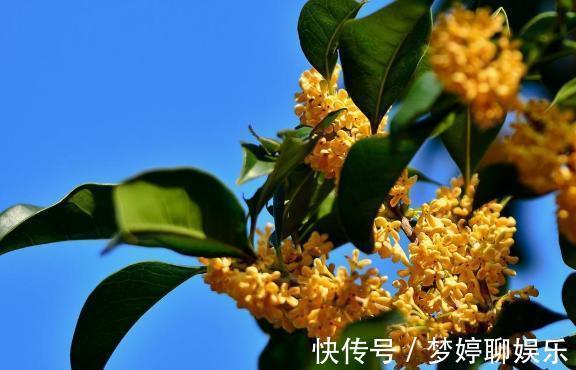 微量元素|养桂花,别犯2个“错”,枝叶繁茂,花量更大,香味更足