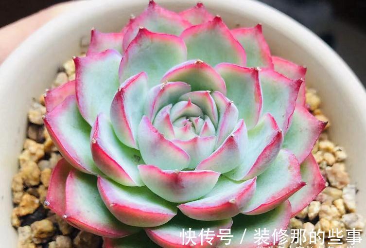 没有颗粒的多肉土易板结，而盆土板结又会对多肉造成3种不利影响