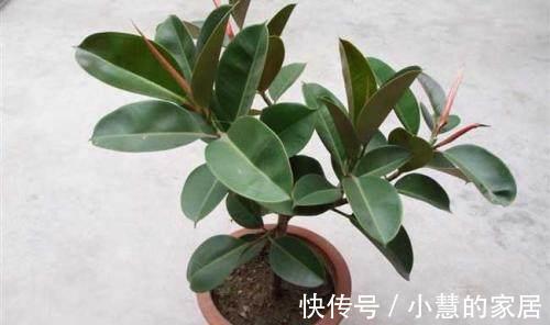 修剪|橡皮树越长越高怎么办,像这样修剪一下会长得更好哦