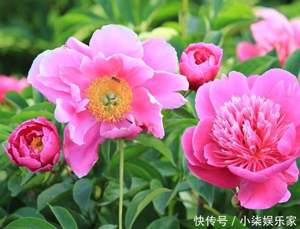 扦插|喜欢养花，不如养芍药花，养护轻松，花苞大过拳，开花超美！