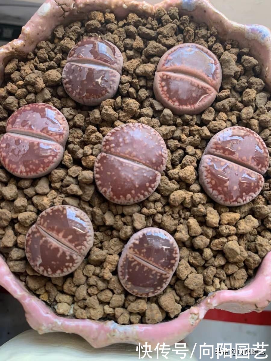 日照|多肉品种这么多!你最喜欢哪个品种?多肉不要乱养,先选对品种