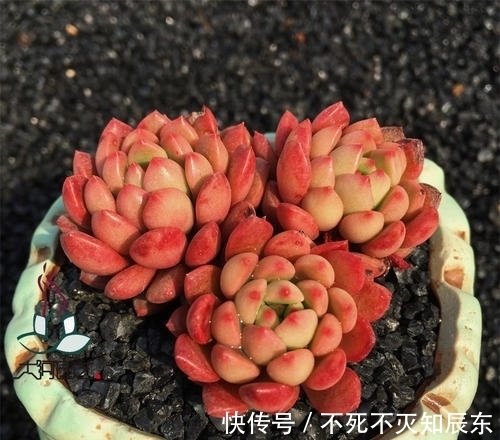 养了280天的多肉红宝石,上色美爆侧芽,长成群生小老桩!