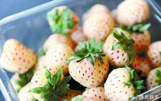 外形像草莓，味道如菠萝的奇特水果，一斤竟要卖200元