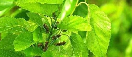 普通一片“叶子”泡水喝,肝一天比一天干净,肝炎、肝硬化绕道走