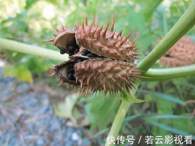 神秘的曼陀罗花，原来在农村随处可见，且有很多作用，见到别乱采