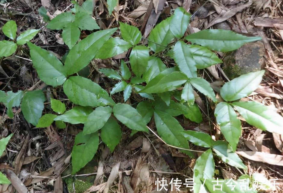 三叶青:长有3片叶子好辨认,年年有人采挖,如今靠种植400元/斤