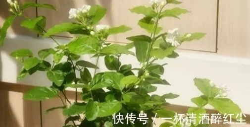 卧室养花空气新鲜就选3种花!帮助提升睡眠质量,明智的人都选它