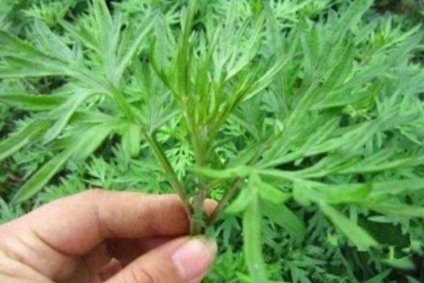 女性自身|50岁妇女患颈椎病,竟用一把艾叶给治好了,其实艾叶还有3大好处