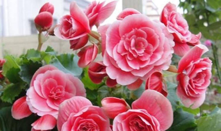 养花就养个花期长的,花姿妖娆,四季繁花似锦,姿色艳丽