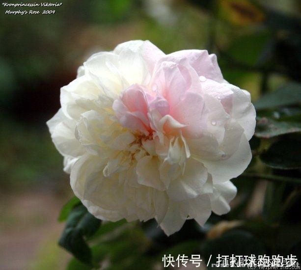25个拥有中国血统的波旁月季。花朵超大个个丰花,还能爬藤做花墙