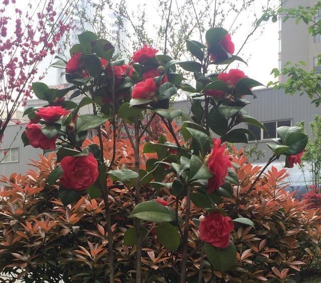 故事|混世魔王孔二小姐与西北王胡宗南相亲的故事