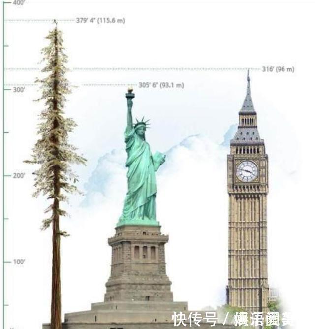 摩天大树#地球上5棵摩天大树,一棵比云层还高8英尺,我国这棵被叫望天树