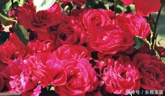 20款露台月季品种,超级丰花、适合露台、阳台盆栽,皮实好养