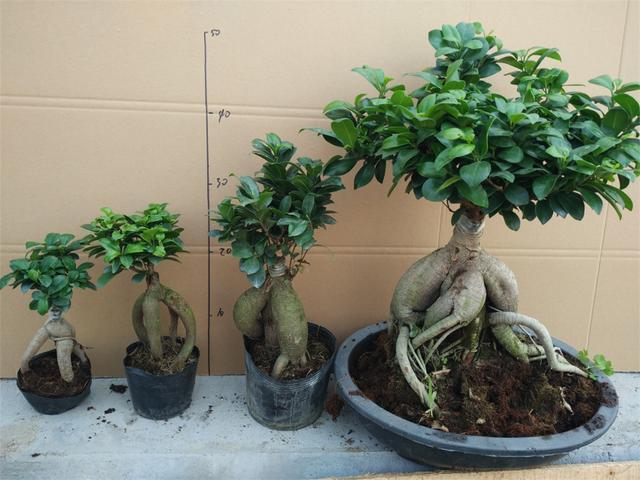 世界上最贵的3种盆栽,一盆可以换好几栋别墅!你见过就算土豪