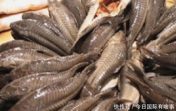 物种|中国吃货都甘拜下风:国人唯一不敢吃的物种,在越南却被吃干抹净