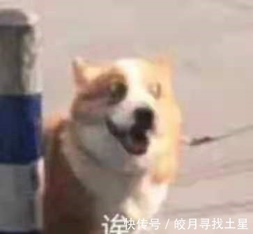 t新綜藝、老綜藝“打架”拒絕emo就看TA們了!