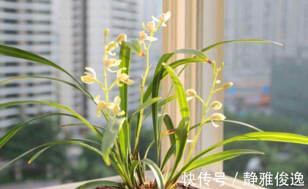 裸根|买到裸根带花的兰花苗，1步操作必须做，不然延缓生长，甚至枯死