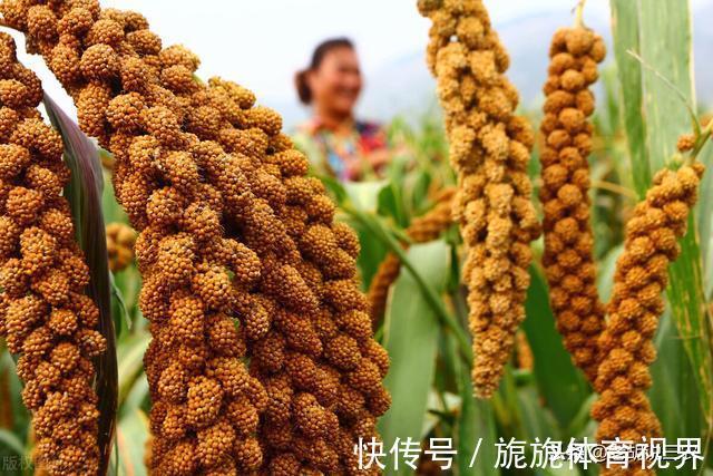 牛年|俗语：“牛年财发鼠蛇鸡，辛丑宜种麻菽米”，是啥意思？