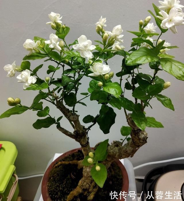 秋季|老桩茉莉开花更有“韵味”，学会4招，你也能养出老桩