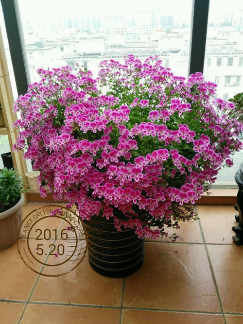 封闭阳台养啥花？天竺葵“天使之眼”，点亮你阳台，你值得拥有！