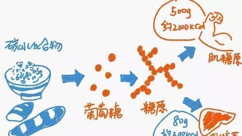 心肺功能|健身停训多久后，肌肉会消失如何保留住肌肉