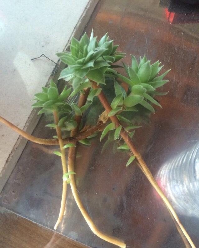 秋天养“观音莲”,别忘摘点芽繁殖,一棵变10棵,来年又长一大圈