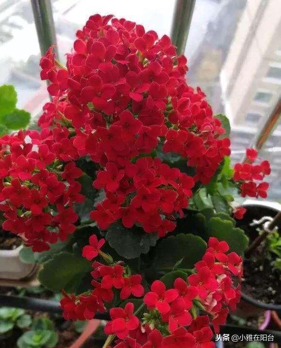 新芽|养长寿花,做到这3个关键点,开花特别多美极了,一盆能养上十年