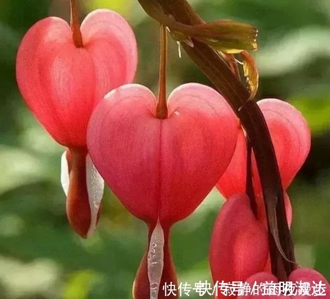 虎皮兰|开花最香的3种花，家里养一盆，花开不断，还能旺财！