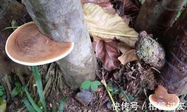 郭璞&俗语:坟边长竹须迁坟,坟前两物成富人,“两物”是啥?有点道理