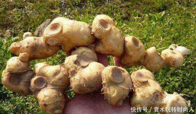 李时珍称它为“气血双补之王”,除风湿,强筋骨,润心肺,抗衰老!