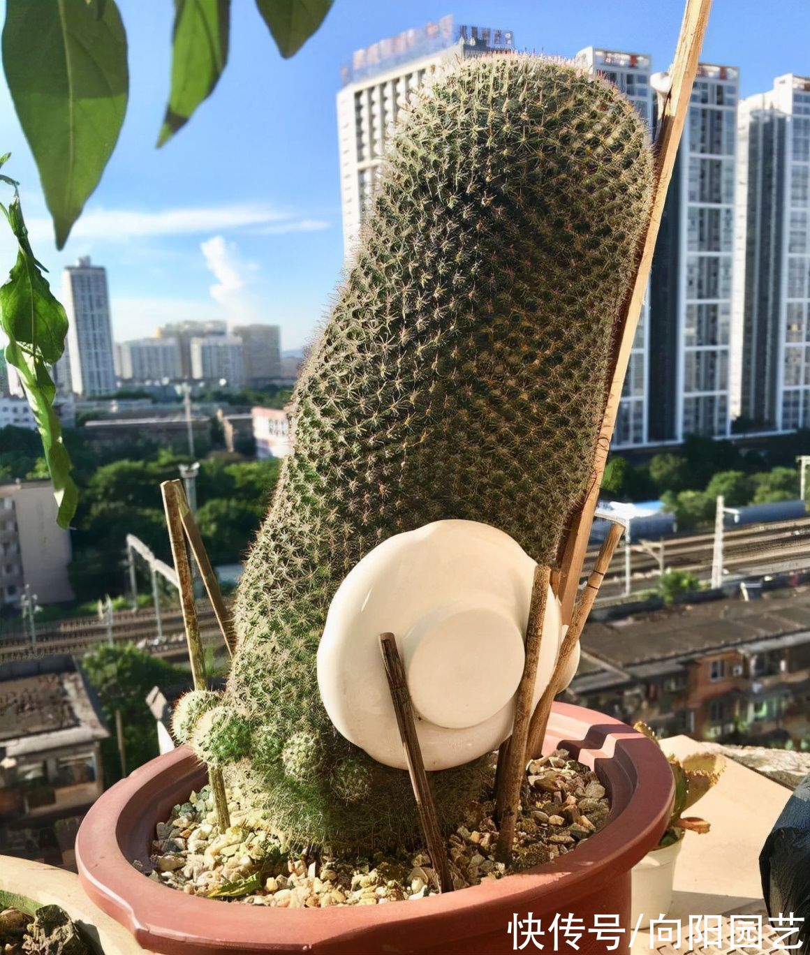 养护|好养的3大类多肉，很适合室内养护，没有强光照，也能养好