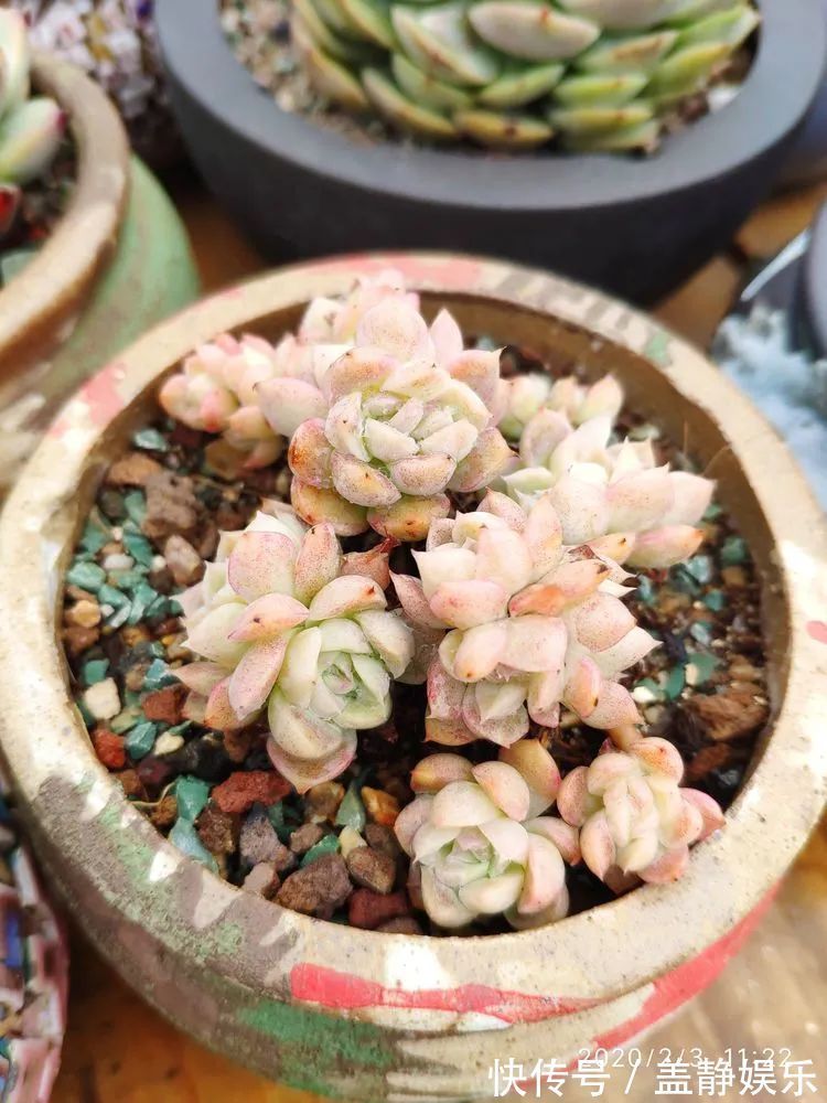 多肉是戒不掉的瘾!多肉小白入坑一年小记!