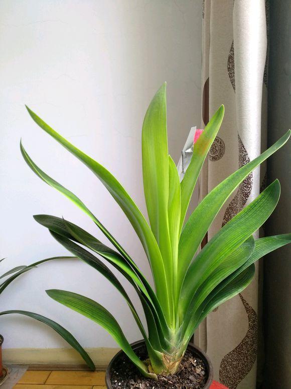 把这种“石头”扔盆里,君子兰不再烂根,1年开花三四次!