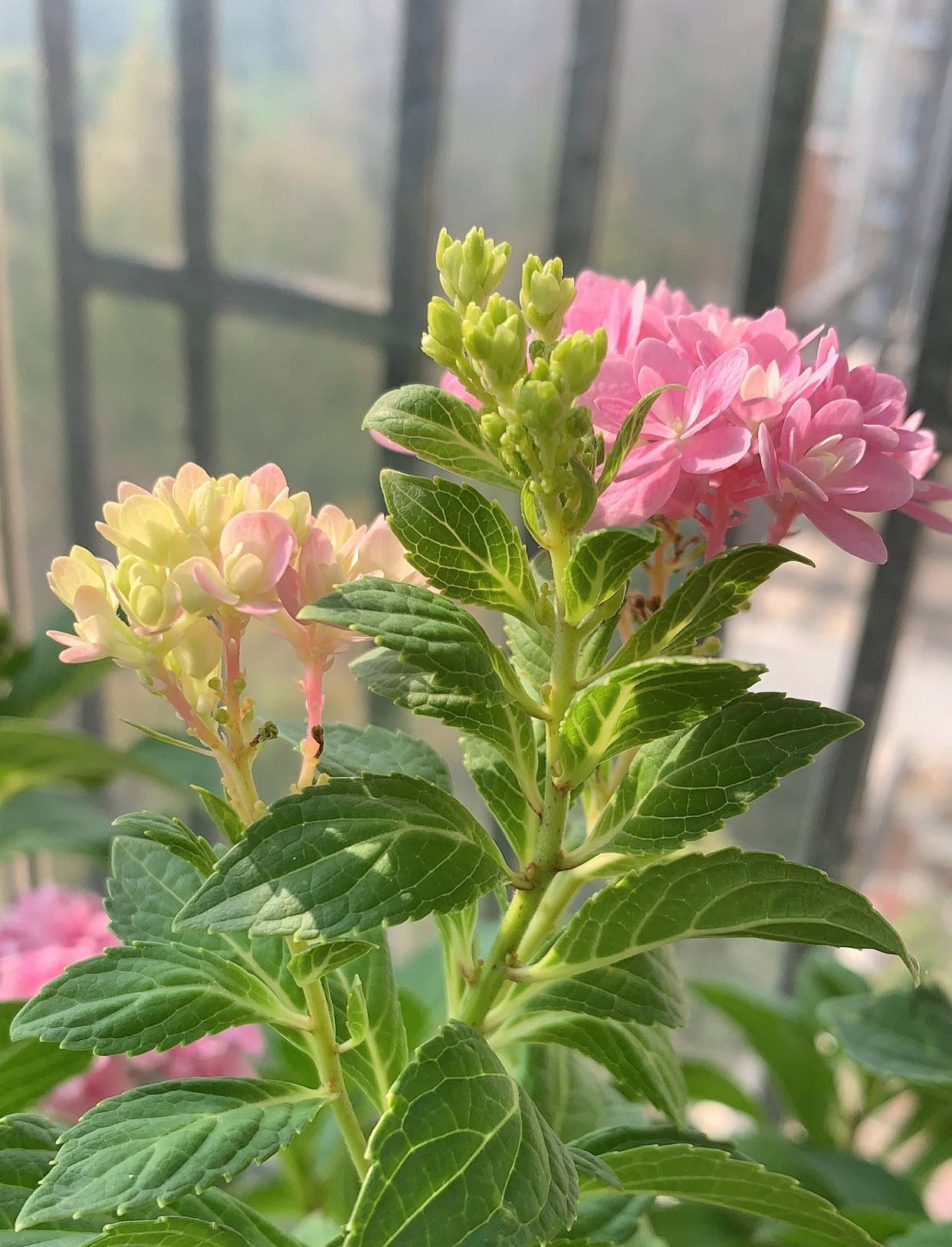 绣球的过冬准备，做好2点，来年发芽更多、开花更多、旺盛惊艳