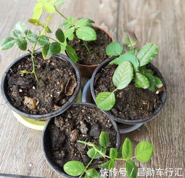园丁在修剪绿化带里的月季？抓紧捡回家，按这3步扦插育苗