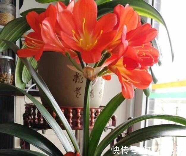 君兰|君子兰是多晒好,还是少晒好很多人弄反了,难怪黄叶不开花