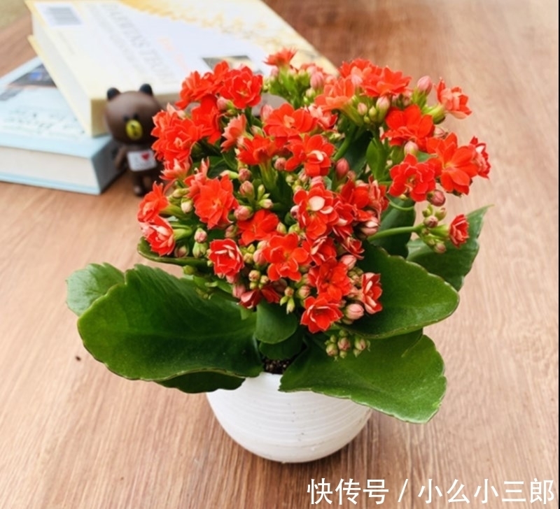 早春养长寿花,做好“剪、翻、养”,再次开成“大花球”