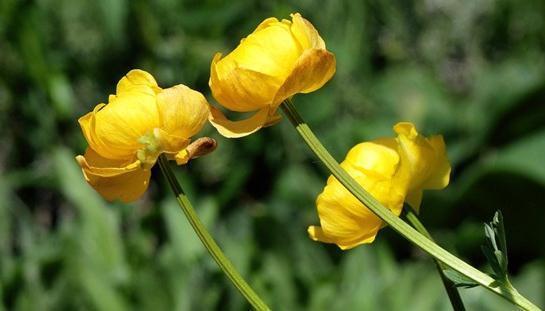 草原上的金莲花,颜值炸裂,又被称为塞外龙井