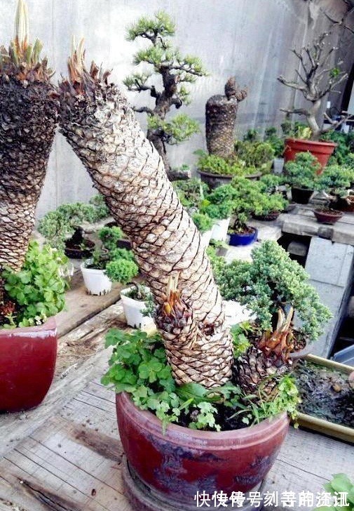 白鳞铁|大叔养了七年的盆栽,不长叶子不开花,长成这样500一盆被买走