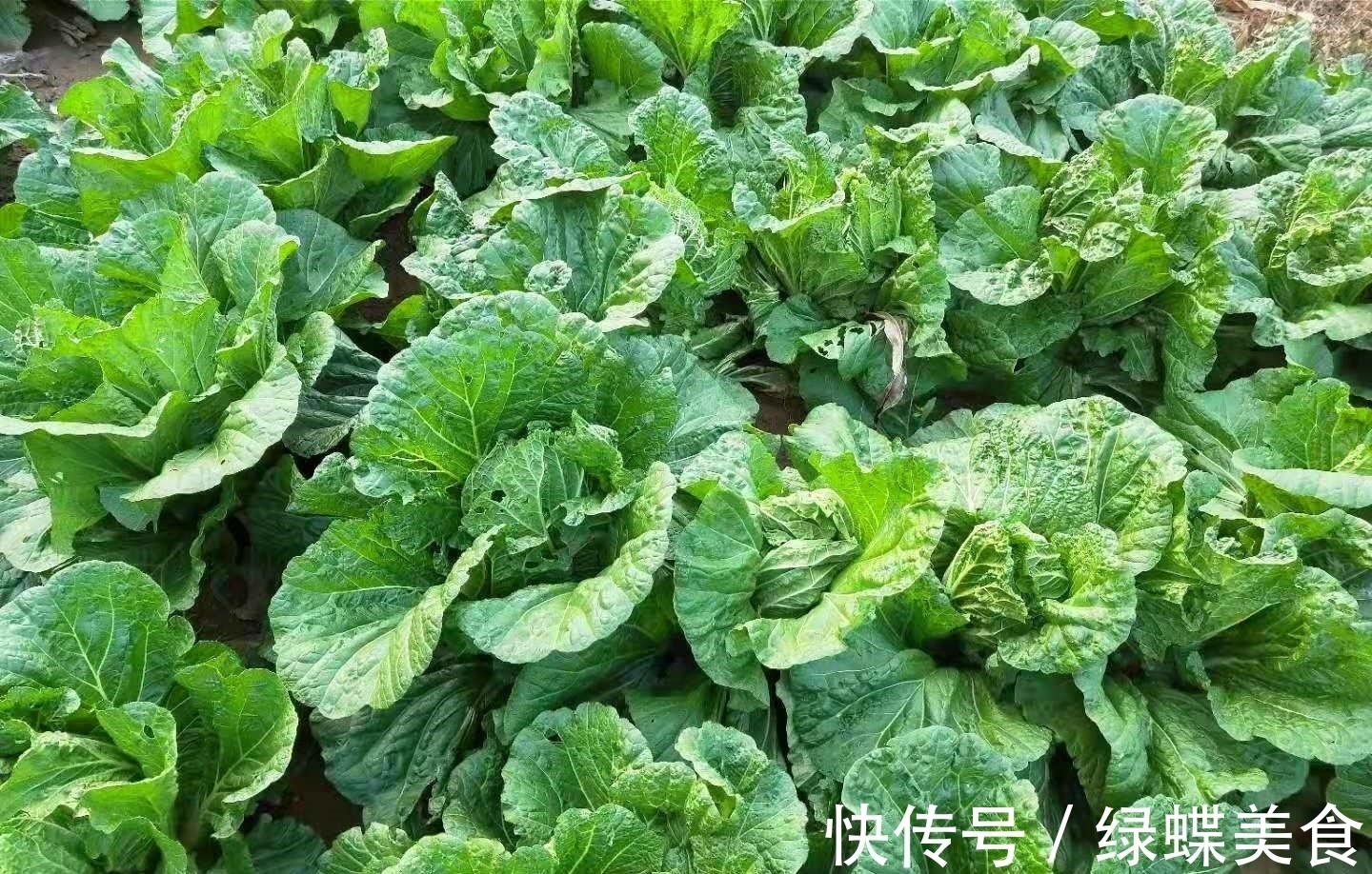 炒醋溜白菜，醋什么时候放是关键，掌握这个窍门，味道不亚于饭店