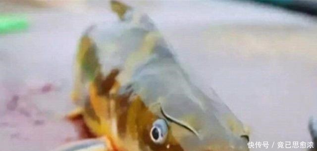 鱼饵|别再七想八想,“征服”黄颡鱼就得用这钓法,不料刚一下竿就有口!
