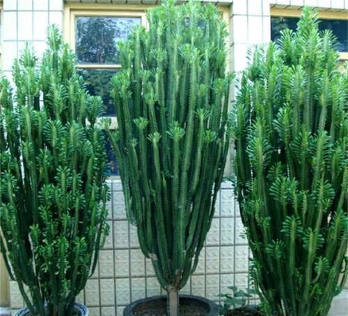 甲醛|三种花,放在室内养高端大气上档次,关键是还吸甲醛,尽量养一盆