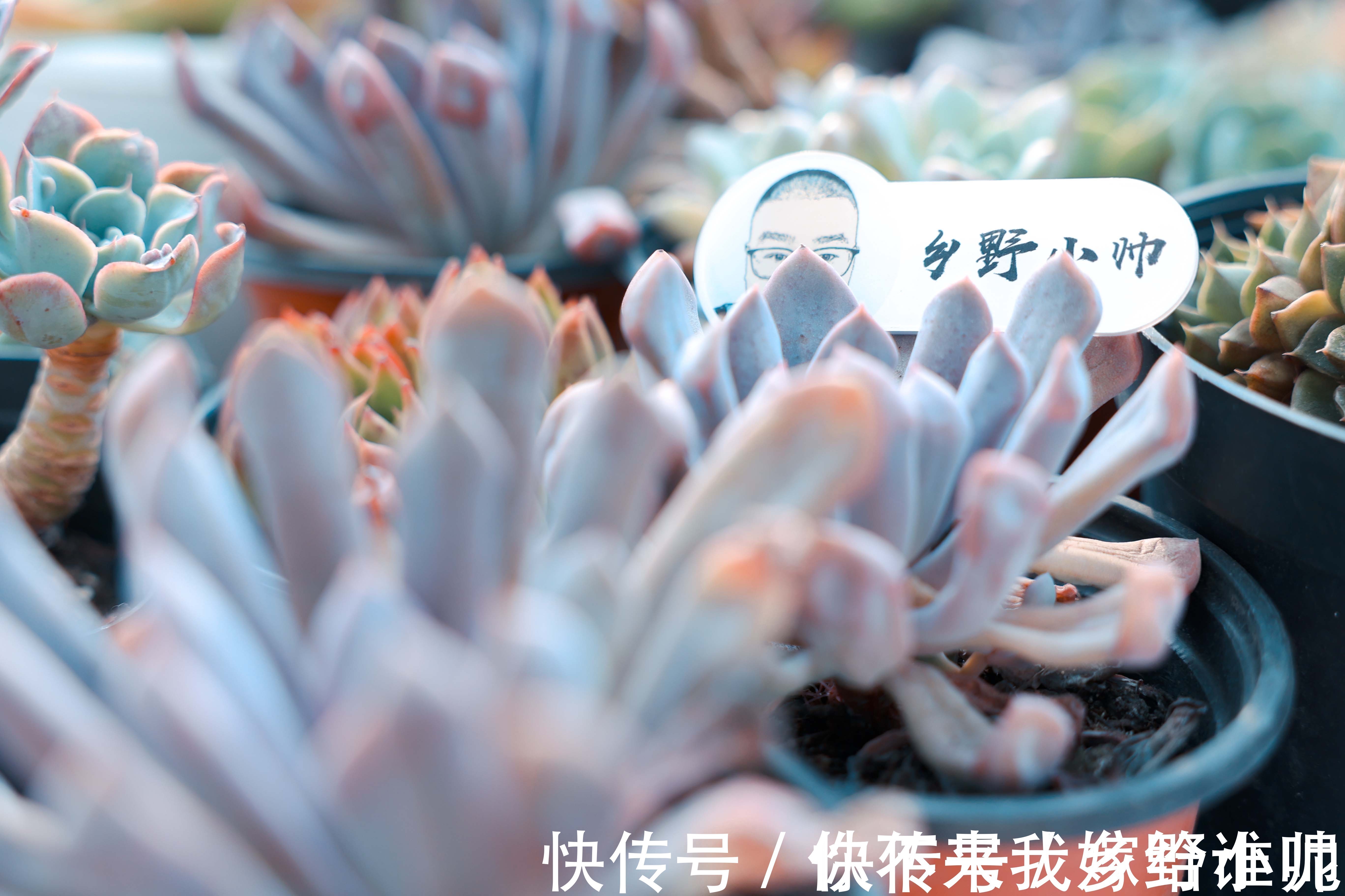 黛比、丘比特，两种长得类似双胞胎的两种多肉，这样养护更漂亮