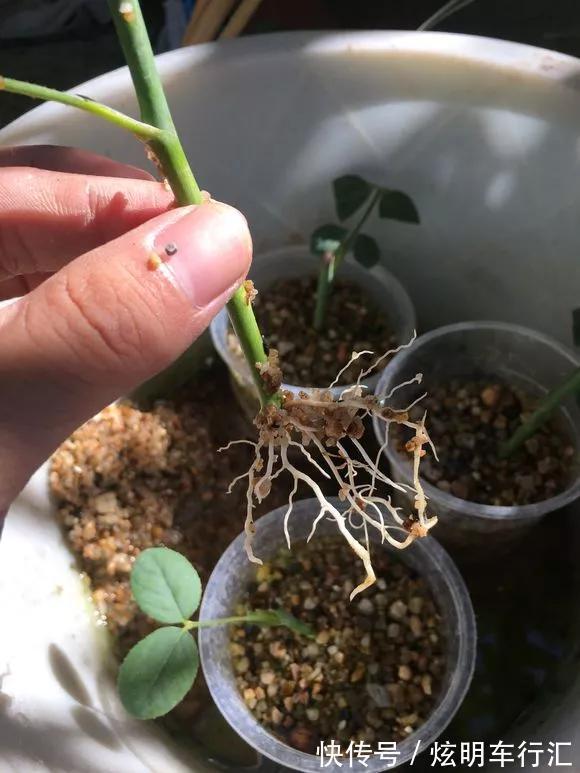 君子兰|3种“碎渣渣”,是养花的好材料,掺土里花儿蹭蹭长,开爆盆!