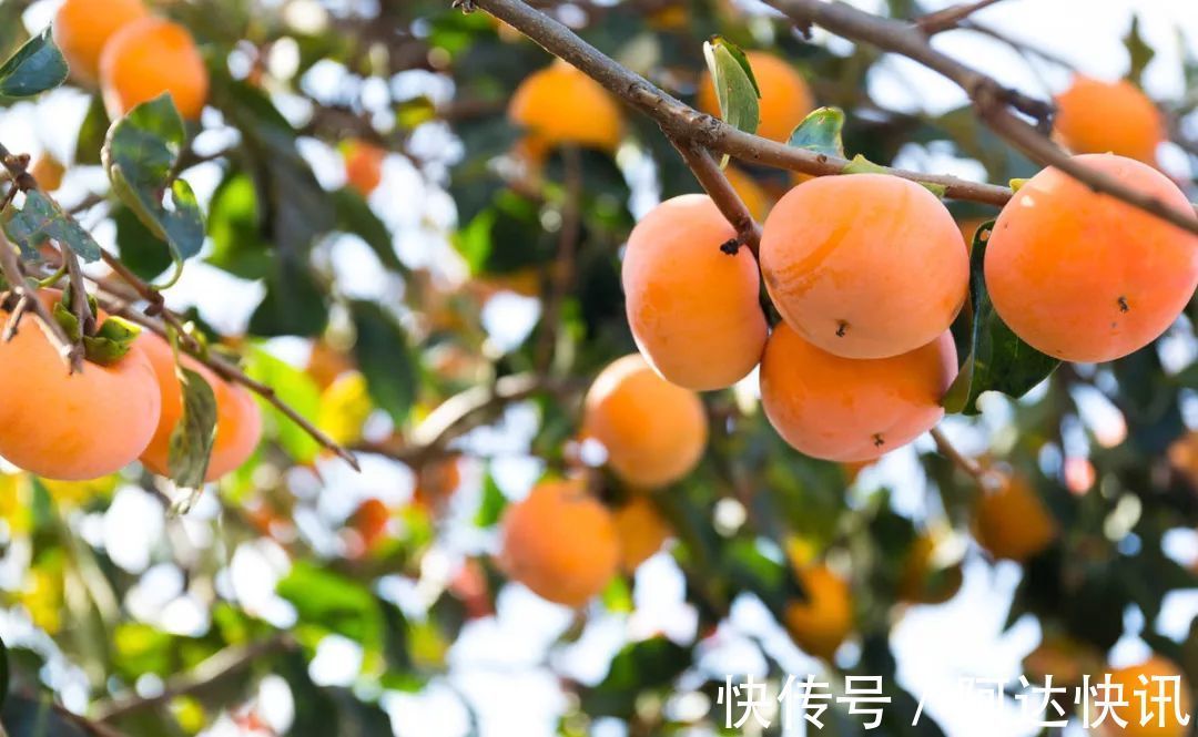 罗汉松|6种“吉祥树”,有地方建议种一棵,能吃能观赏,旺财镇宅样样行