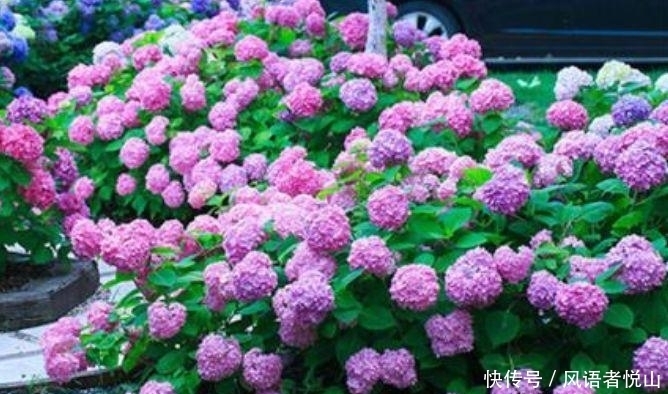 对待新手超友好的几款花草，花开媲美玫瑰，花朵姿态万千