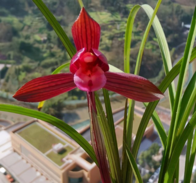 花香|这种兰花香气扑鼻，一杆双花，姿态优美，新手照样能养好