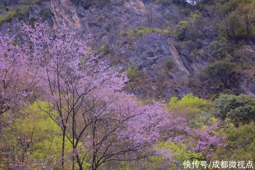 紫色花海迷人眼，赏花攻略已送达，只待君来