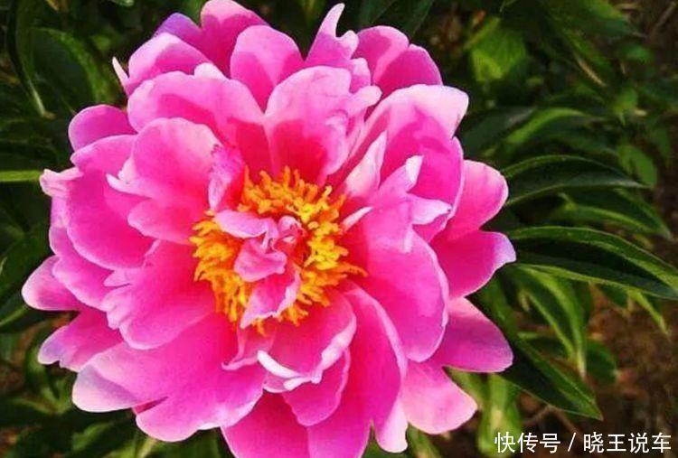 芍药花|5种花颜值超高的,开花爆盆很简单,满树都是花朵,花量超大的